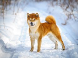 picture of dog