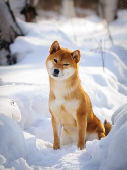 picture of dog