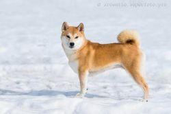 picture of dog
