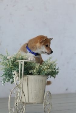 picture of dog