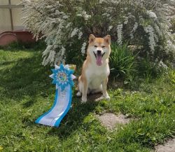 picture of dog