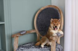 picture of dog