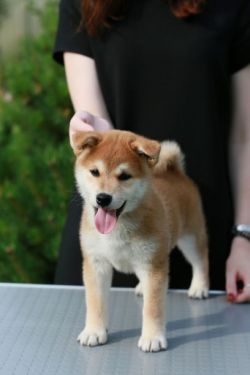 picture of dog