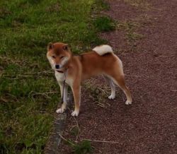 picture of dog