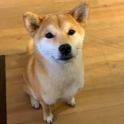picture of dog