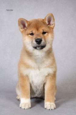 picture of dog