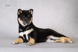 picture of dog