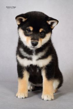 picture of dog