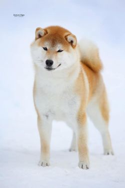 picture of dog