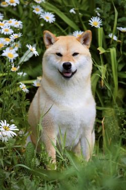 picture of dog