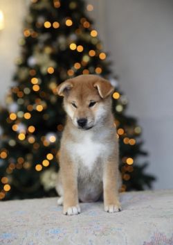 picture of dog