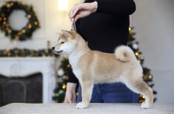 picture of dog