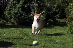 picture of dog