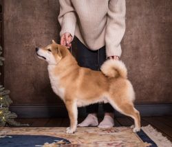 picture of dog