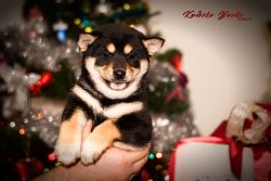 picture of dog