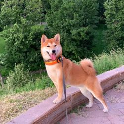 picture of dog