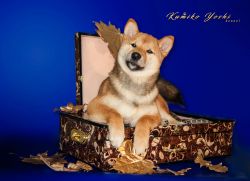 picture of dog