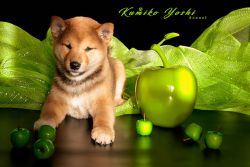 picture of dog