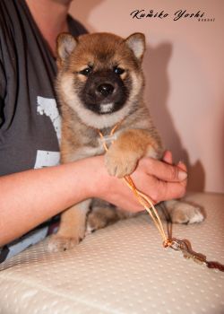 picture of dog