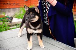picture of dog