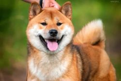 picture of dog