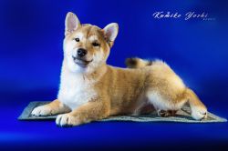 picture of dog