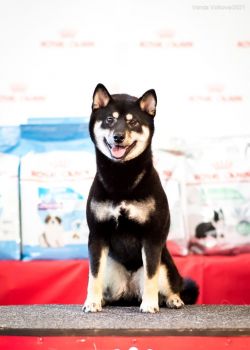 picture of dog