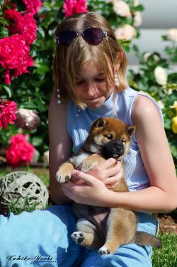 picture of dog
