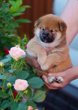 picture of dog