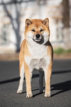 picture of dog