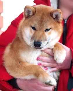 picture of dog