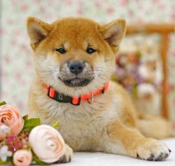 picture of dog