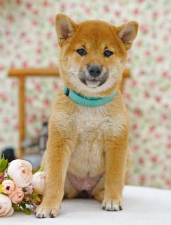 picture of dog