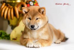 picture of dog