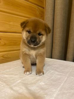 picture of dog