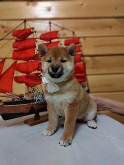 picture of dog