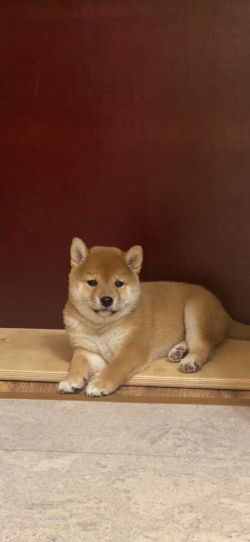 picture of dog
