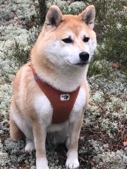 picture of dog