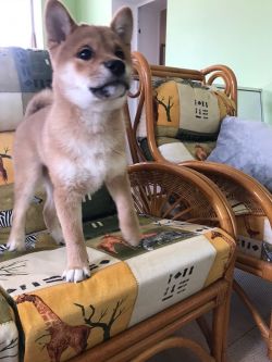 picture of dog