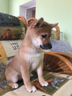 picture of dog