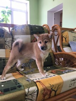 picture of dog