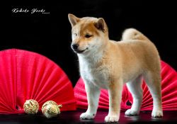 picture of dog