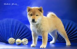 picture of dog