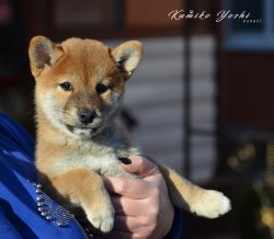 picture of dog