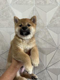 picture of dog