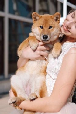picture of dog