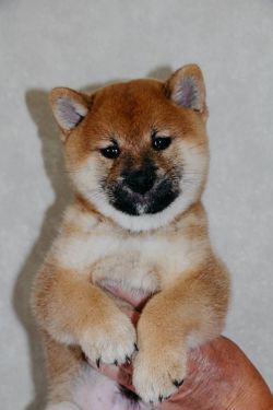 picture of dog