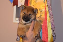 picture of dog