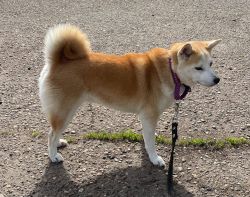 picture of dog