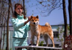 picture of dog